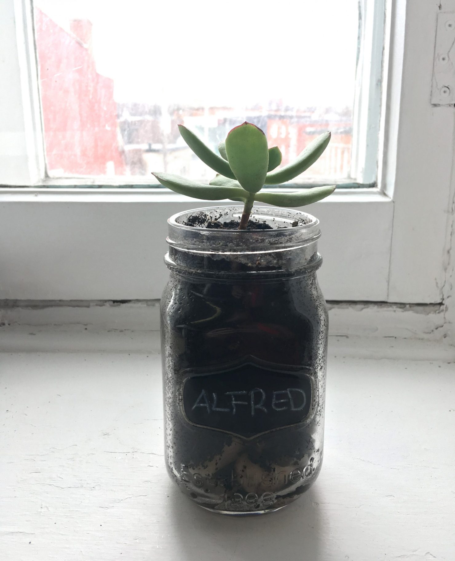 Alfred, la plante de mon bureau
