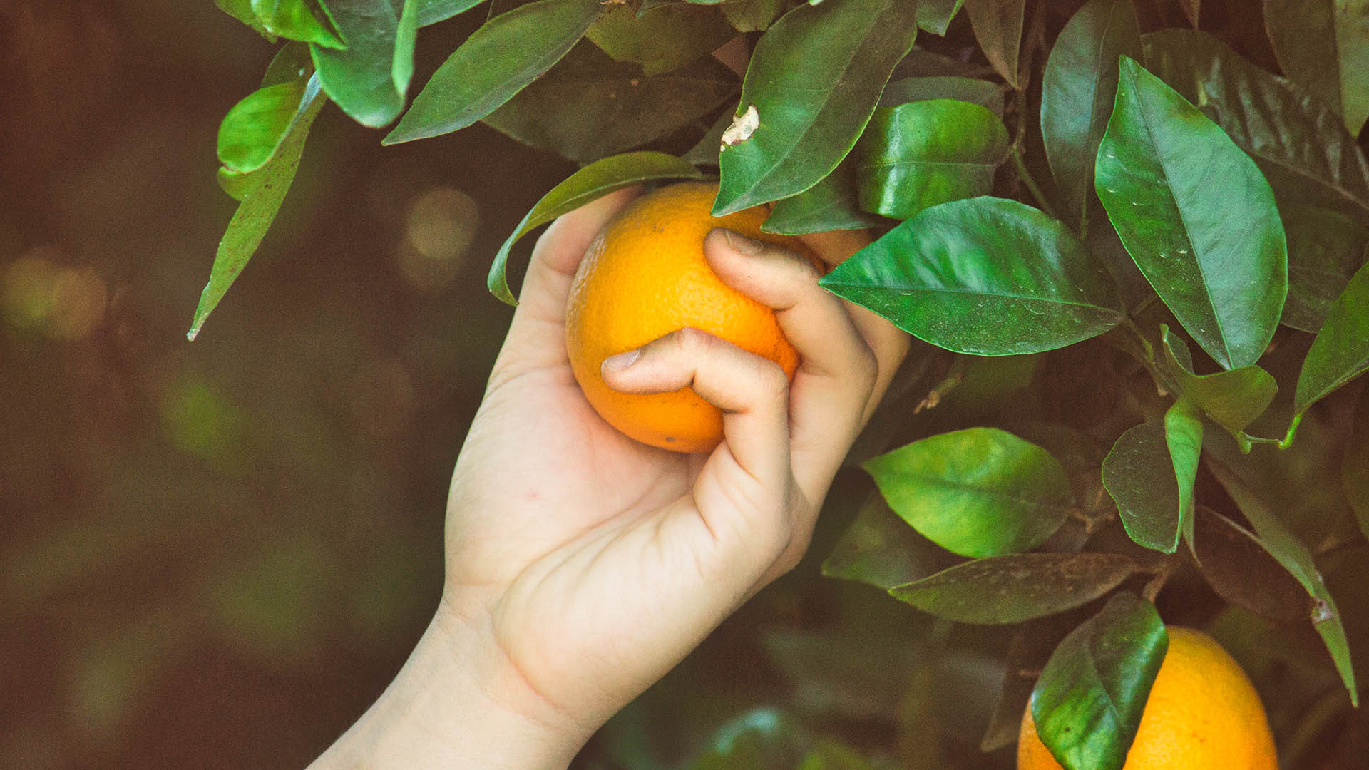 la cueillette orange